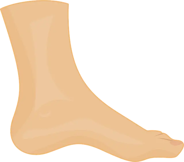 Từ vựng Ankle: [n] Mắt cá chân