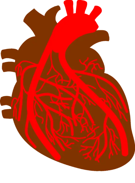 Từ vựng Blood vessel: [n] Mạch máu