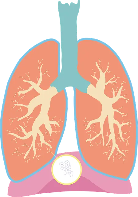 Từ vựng Diaphragm: [n] Cơ hoành