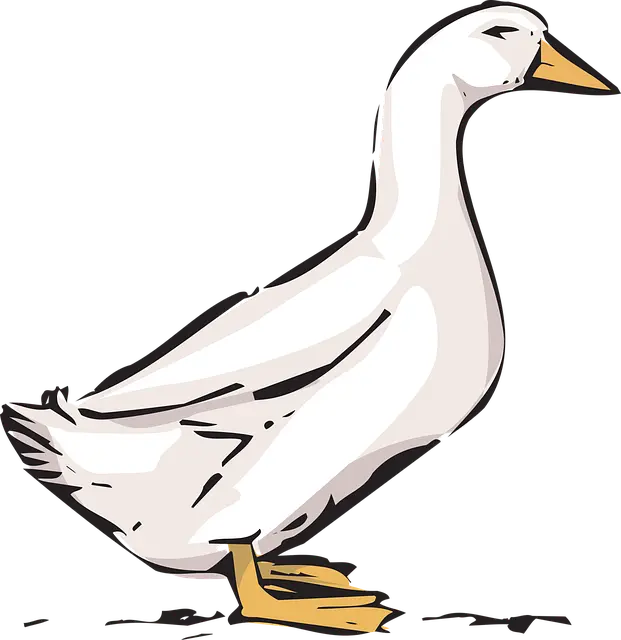 Từ vựng Duck: [n] Con Vịt