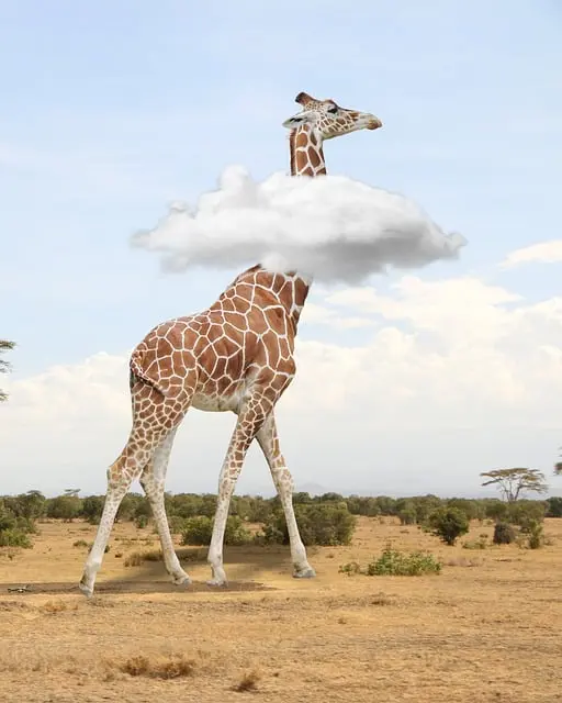 Từ vựng Giraffe: [n] Hươu cao cổ