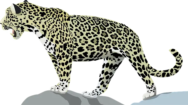 Từ vựng Jaguar: [n] Báo đốm