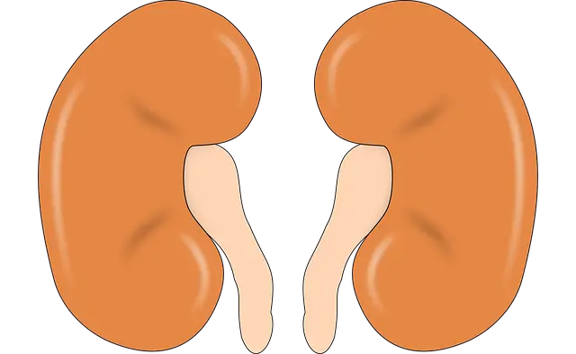 Từ vựng Kidney: [n] Thận