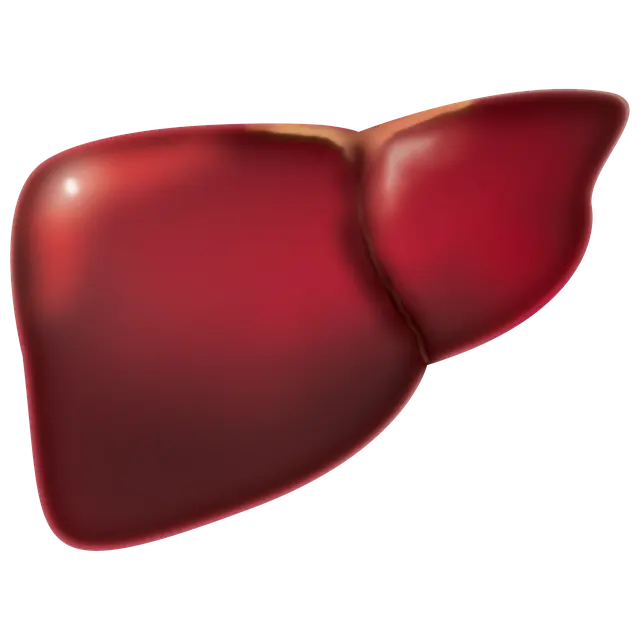 Từ vựng Liver: [n] Gan