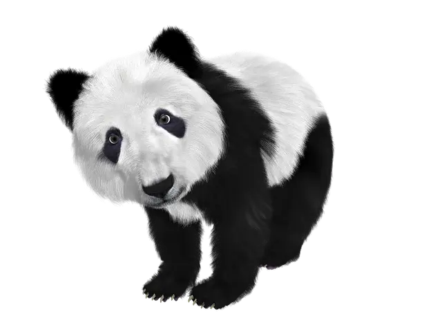 Từ vựng Panda: [n] Gấu trúc