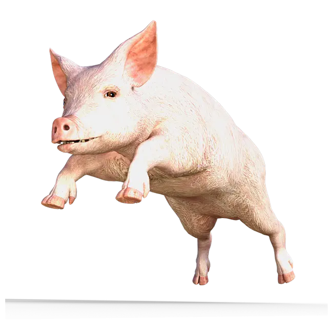 Từ vựng Pig: [n] Con Heo