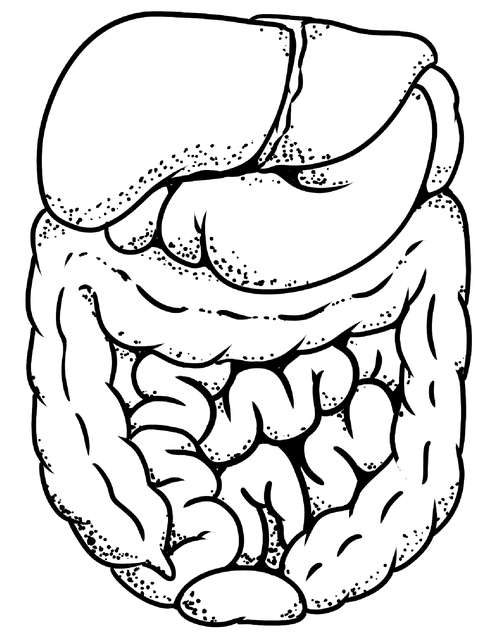 Từ vựng Spleen: [n] Lá lách