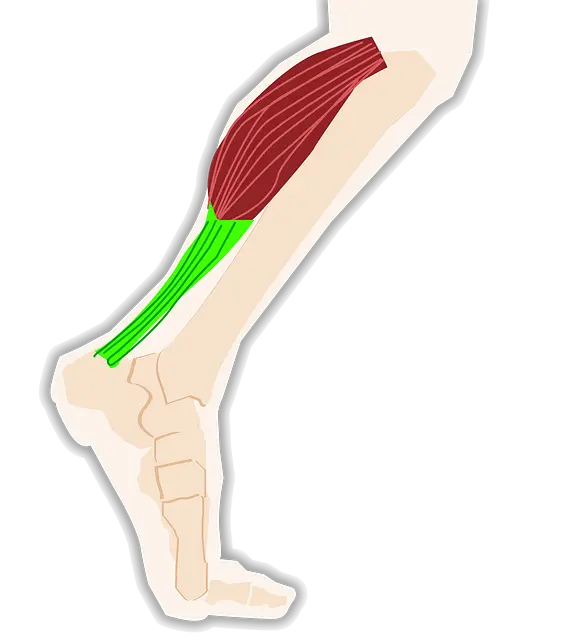 Từ vựng Tendon: [n] Gân