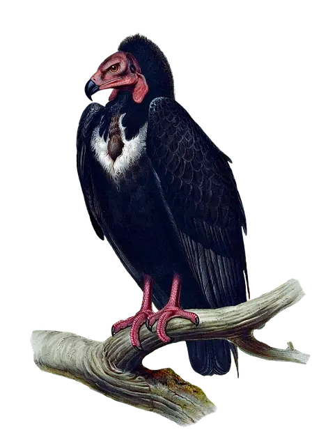 Từ vựng Vulture: [n] Con Kền kền