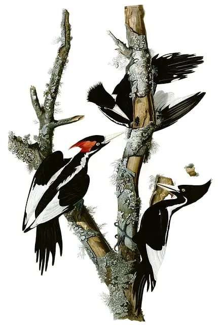 Từ vựng Woodpecker: [n] Chim gõ kiến