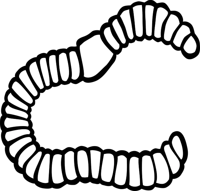 Từ vựng Worm: [n] Con Giun