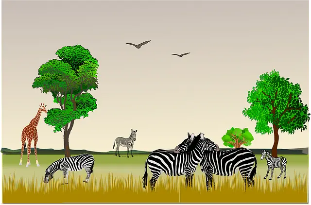 Từ vựng Zebra: [n] Ngựa vằn